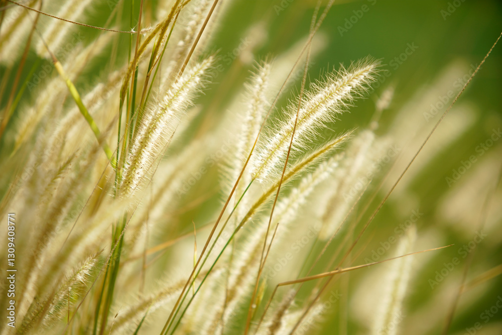 Soft Golden Grass Spikes Under Bright Sunlight in Nature Scene Soft Golden Grass Spikes Under Bright Sunlight in Nature Scene