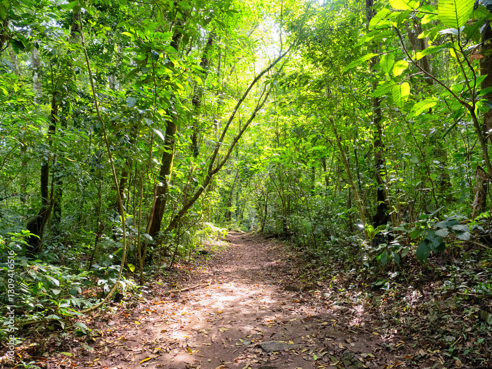 Obraz premium Regenwald