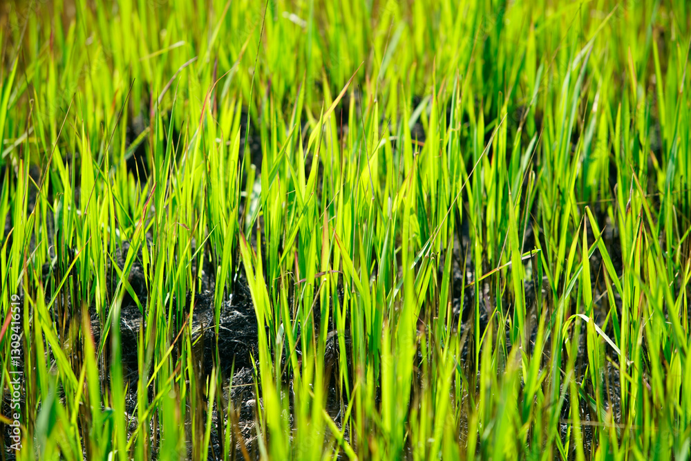 Obraz premium Lush Green Grass Blades in Sunlight with Fresh Growth Detail