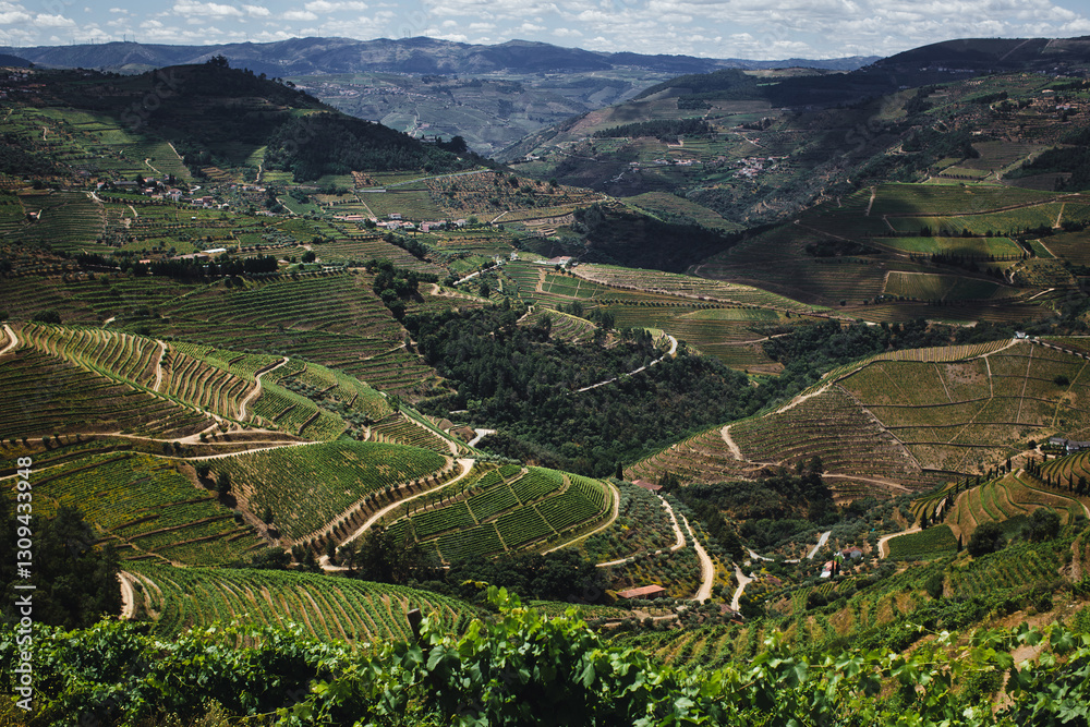 A view of vineyard-covered hills in the Douro Valley, northern Portugal, showcasing breathtaking landscapes and natural beauty.