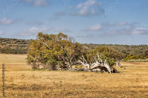 Leaning River Gum trees resulting from constant southerly winds