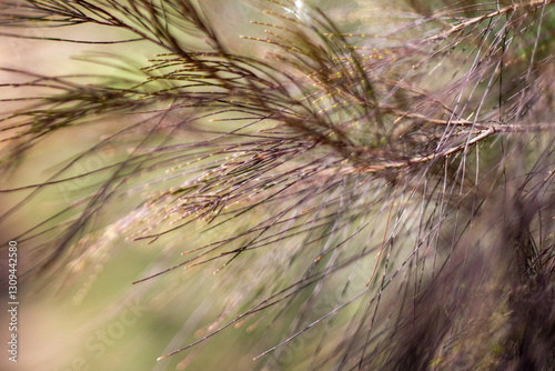 allocasuarina leaves