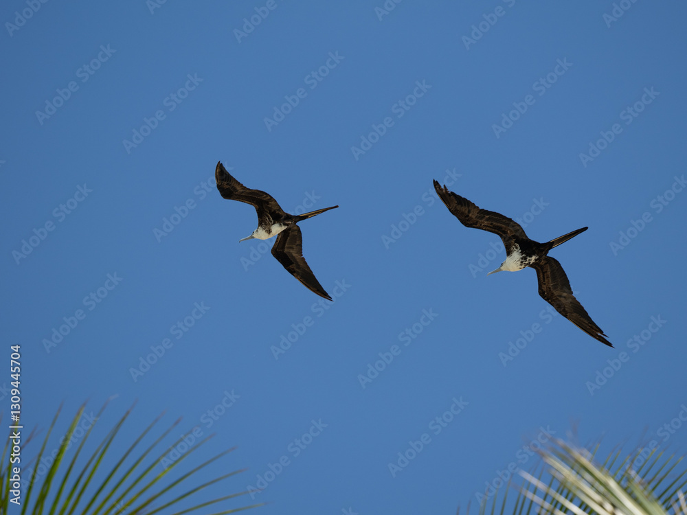 Fototapeta premium Fregatvogel