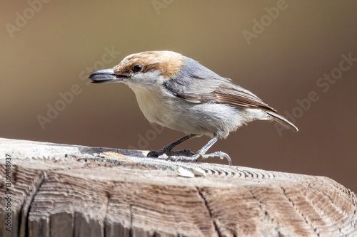 The brown-headed nuthatch (Sitta pusilla). The brown-headed nuthatch is a small songbird endemic to pine forests throughout the Southeastern USA