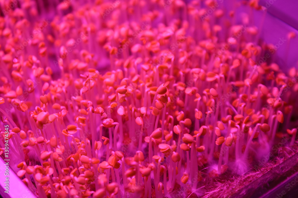 Obraz premium Microgreens under special ultraviolet light that stimulates the growth and development of plants in urban farming.