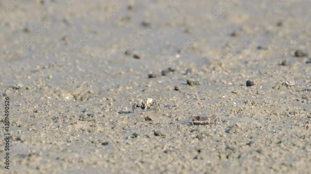 Fiddler Crabs walking on sandy beach and eating. Group of Ghost crabs across a muddy wetland area during low tide in Thailand Fiddler Crabs walking on sandy beach and eating. Group of Ghost crabs across a muddy wetland area during low tide in Thailand