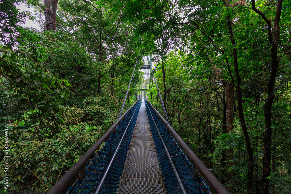 Fototapeta premium TreeTop Walk with suspension bridge and rainforest panorama in MacRitchie Reservoir in Central Catchment Nature Reserve, Singapore
