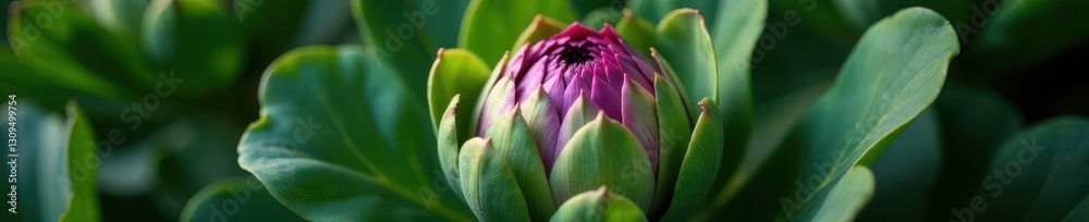 Fototapeta premium Close-up, lush green and purple artichoke heart , heart, texture