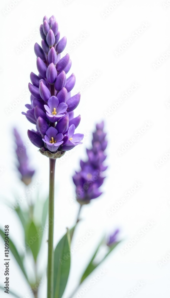 Fototapeta premium Delicate lavender blooms, vibrant purple hues against pure white , serene, lavender
