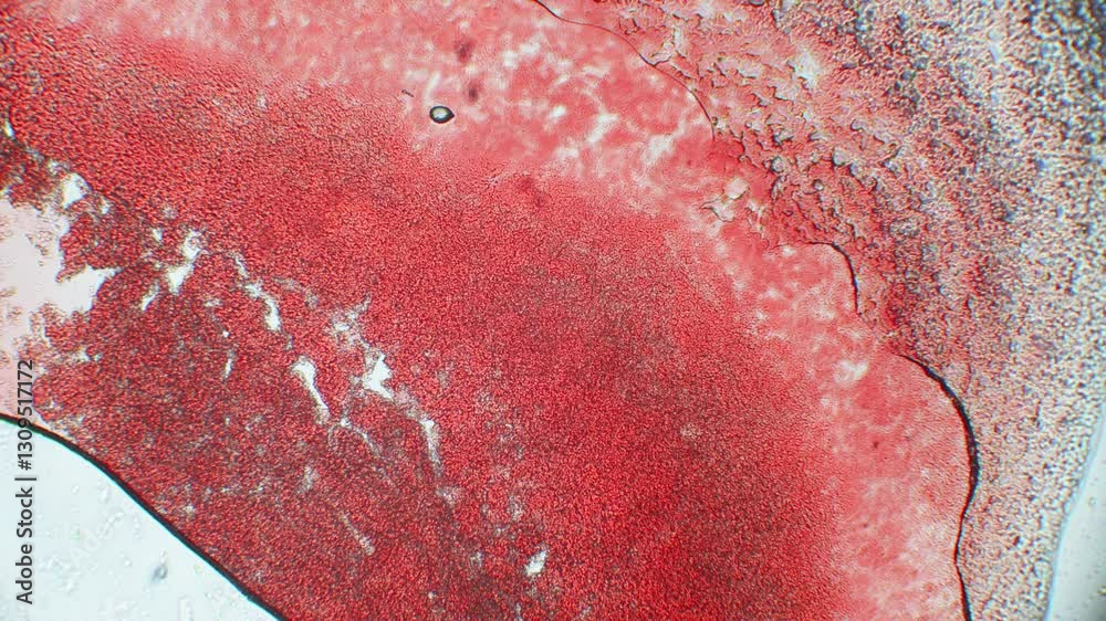 Blood under a microscope shows individual red blood cells flowing through plasma. Laboratory analysis for disease detection, with various lighting effects.