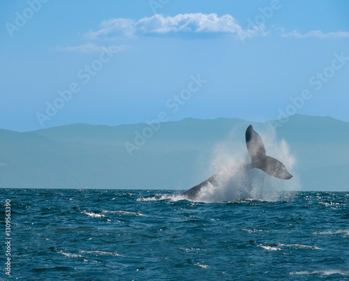 First of a series of shots of a pendule slap by an aggressive male during breeding season, Puerto Vallarta, Jalisco, Mexico photo