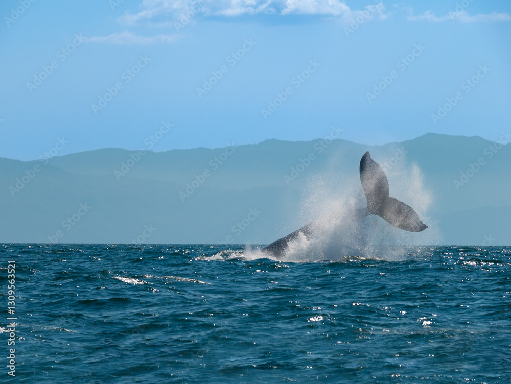 Fototapeta premium Second of a series of shots of a pendule slap by an aggressive male during breeding season, Puerto Vallarta, Jalisco, Mexico
