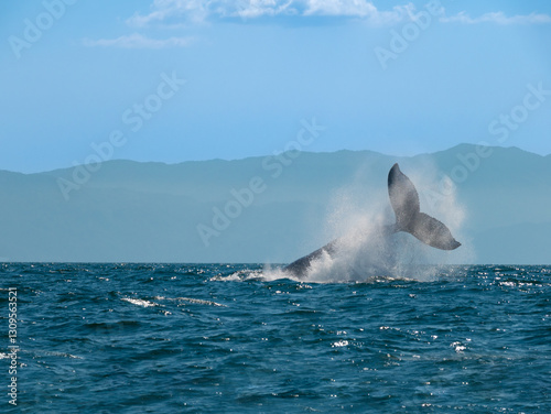 Second of a series of shots of a pendule slap by an aggressive male during breeding season, Puerto Vallarta, Jalisco, Mexico photo