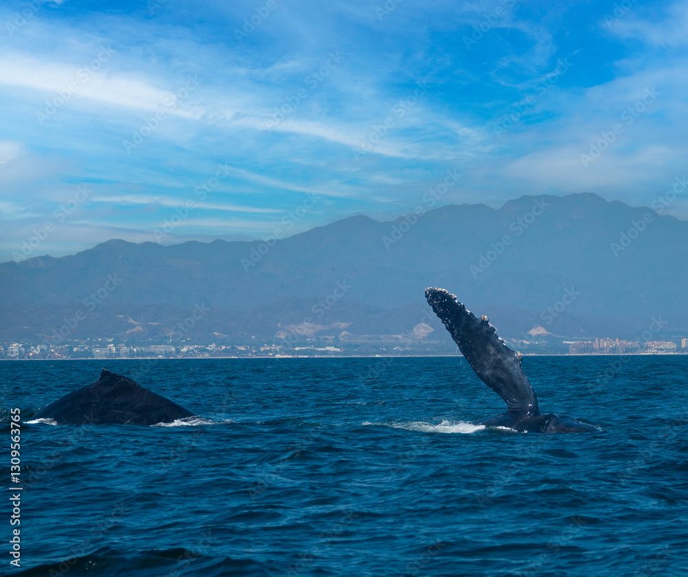 Fototapeta premium Humpback whale couple with the females performing a pectoral Fin Slapping to attract the male, Puerto Vallarta, Jalisco, Mexico