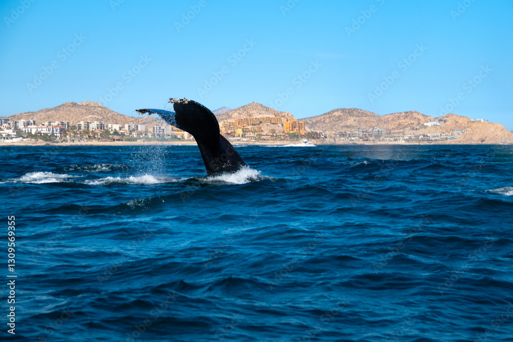 Fototapeta premium Beautiful vertical tail fluke of a humpback whale near the beaches of Cabo San Lucas, Baja California Sur, Mexico. The deep waters of the bay allow for whales to plunge to great depths near the shores