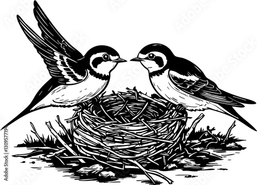 Nesting swallows building home nature illustration rustic environment close-up viewpoint family concept
