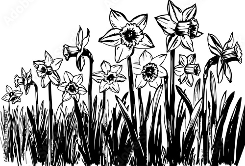 Daffodil blooming event nature garden black and white illustration artistic environment close-up view floral concept