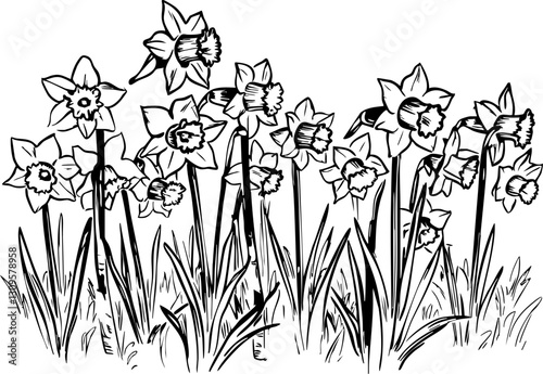 Blooming daffodils in a sunny meadow nature scene floral drawing springtime serenity artistic perspective botanical beauty