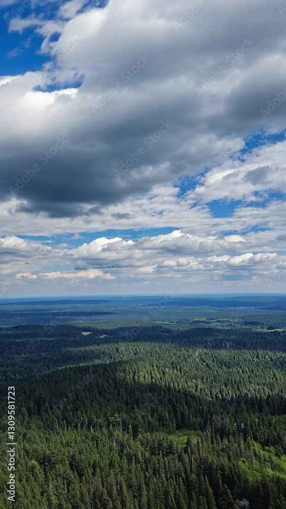 Aerial view of conifer forest, ascending drone shot, timelapse Aerial view of conifer forest, ascending drone shot, timelapse