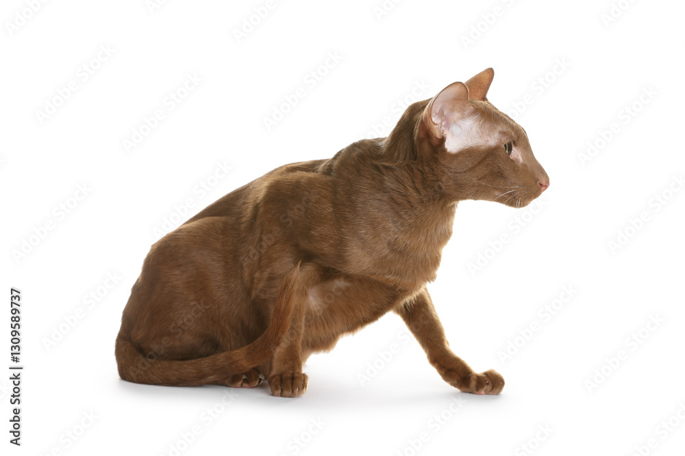 Fototapeta premium Cute Oriental Shorthair cat on white background. Adorable pet
