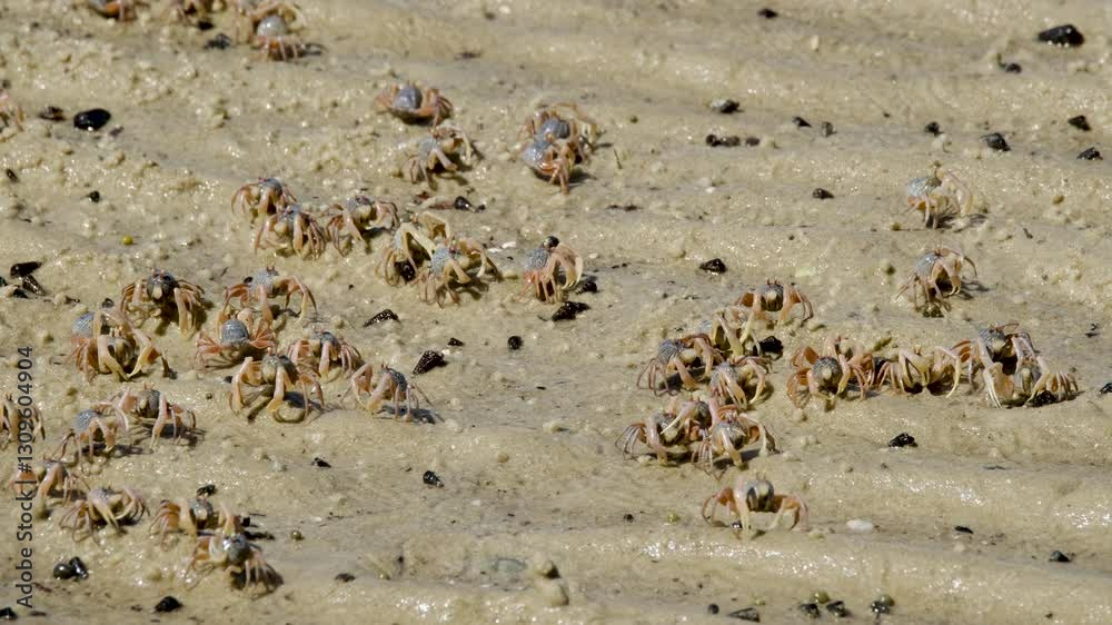 Fiddler Crabs walking on sandy beach and eating. Group of Ghost crabs across a muddy wetland area during low tide in Thailand Fiddler Crabs walking on sandy beach and eating. Group of Ghost crabs across a muddy wetland area during low tide in Thailand