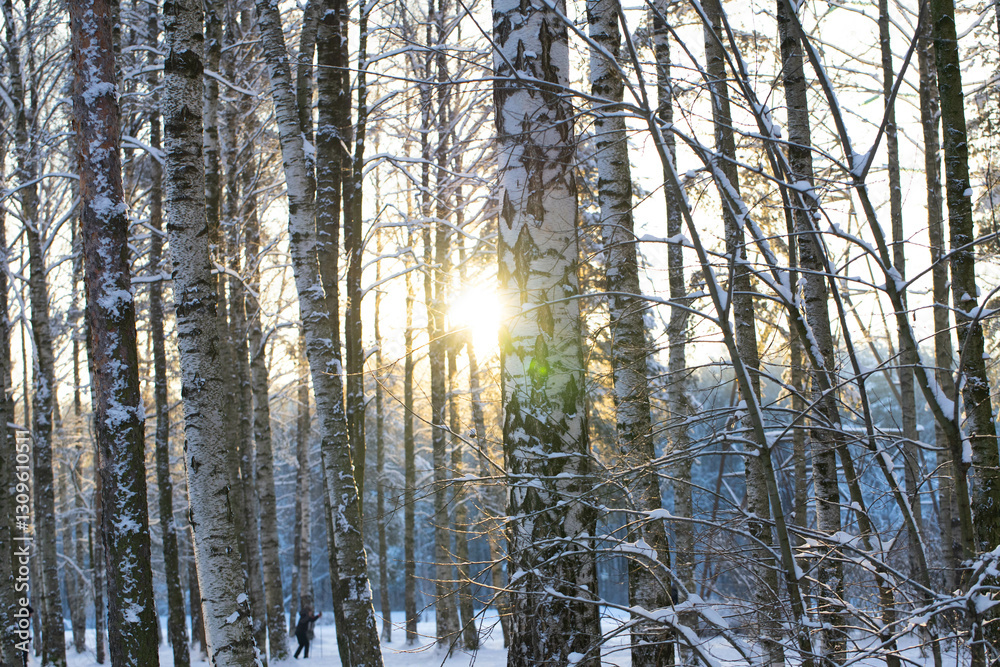 The winter sun is breaking through the trees The winter sun is breaking through the trees
