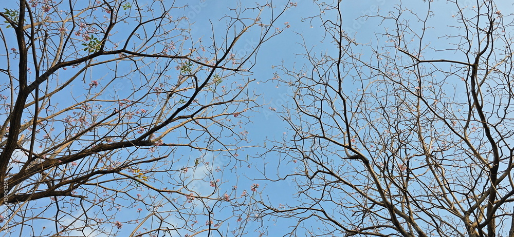 Leafless tree branches against sky background. Pink Trumpet Tree with all its leaves lost leaving only pink trumpet-shaped flowers. View from under tree. Pink Trumpet shrub blooms on tree in morning. Leafless tree branches against sky background. Pink Trumpet Tree with all its leaves lost leaving only pink trumpet-shaped flowers. View from under tree. Pink Trumpet shrub blooms on tree in morning.
