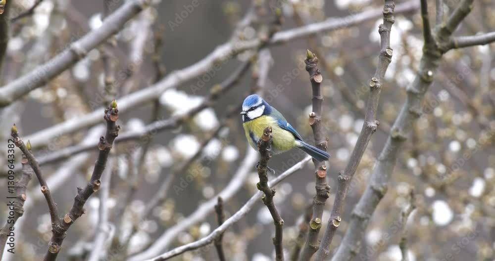 Wildlife - birds. Eurasian blue tit (Cyanistes) live in all kinds of woodlands, forests, parks, gardens and bushes. They feed on plant seeds and insects. Wildlife - birds. Eurasian blue tit (Cyanistes) live in all kinds of woodlands, forests, parks, gardens and bushes. They feed on plant seeds and insects.