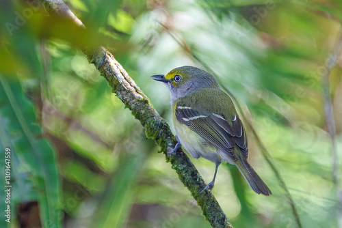 White eyed vireo in a tree