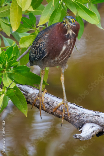 Funny looking green heron on tree