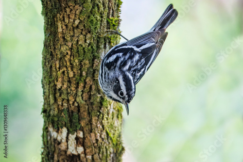 Black and white warbler on a tree
