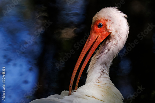 Closeup of white ibis face 