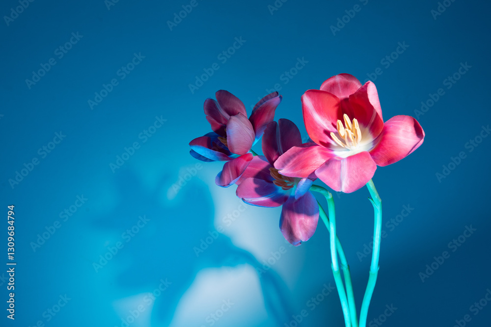 Obraz premium Artistic Tulip with Bold Shadow Play for Creative Interiors