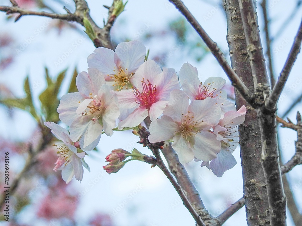 Delicate pink cherry blossoms bloom against a fresh, bright background, symbolizing renewal and beauty. Soft petals dance in the breeze, creating a serene, dreamy atmosphere. Perfect for spring themes