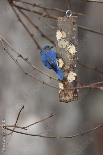 A male eastern bluebird eating from a homemade suet feeder