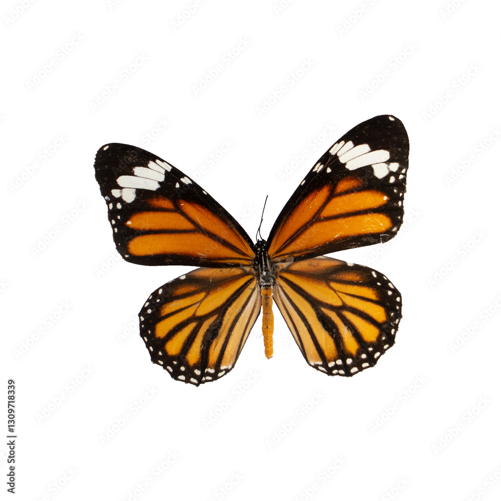 Fototapeta premium butterfly isolated on white