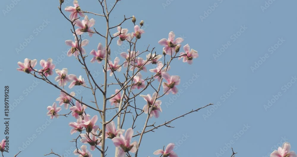 Spring blooming plum blossoms cherry blossoms bees collecting nectar Spring blooming plum blossoms cherry blossoms bees collecting nectar