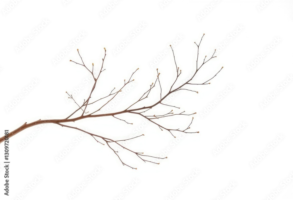 Delicate, bare branches isolated against a pure white backdrop, twigs, silhouette Delicate, bare branches isolated against a pure white backdrop, twigs, silhouette