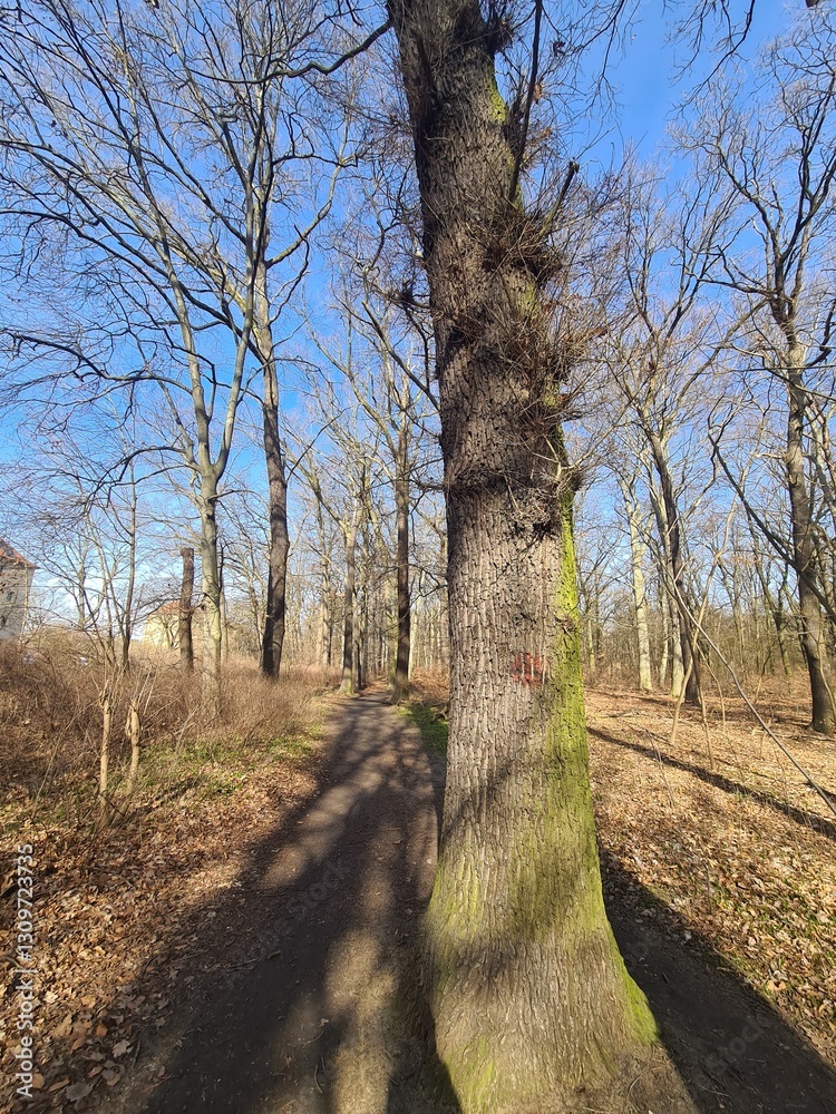 Plänterwald Forest in Berlin Treptow