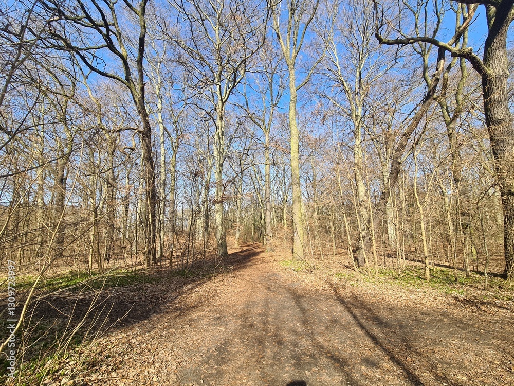 Der Plänterwald im Frühling, in Berlin Treptow Der Plänterwald im Frühling, in Berlin Treptow