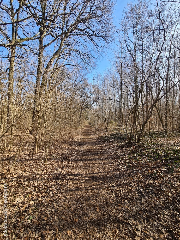 Der Plänterwald im Frühling, in Berlin Treptow Der Plänterwald im Frühling, in Berlin Treptow