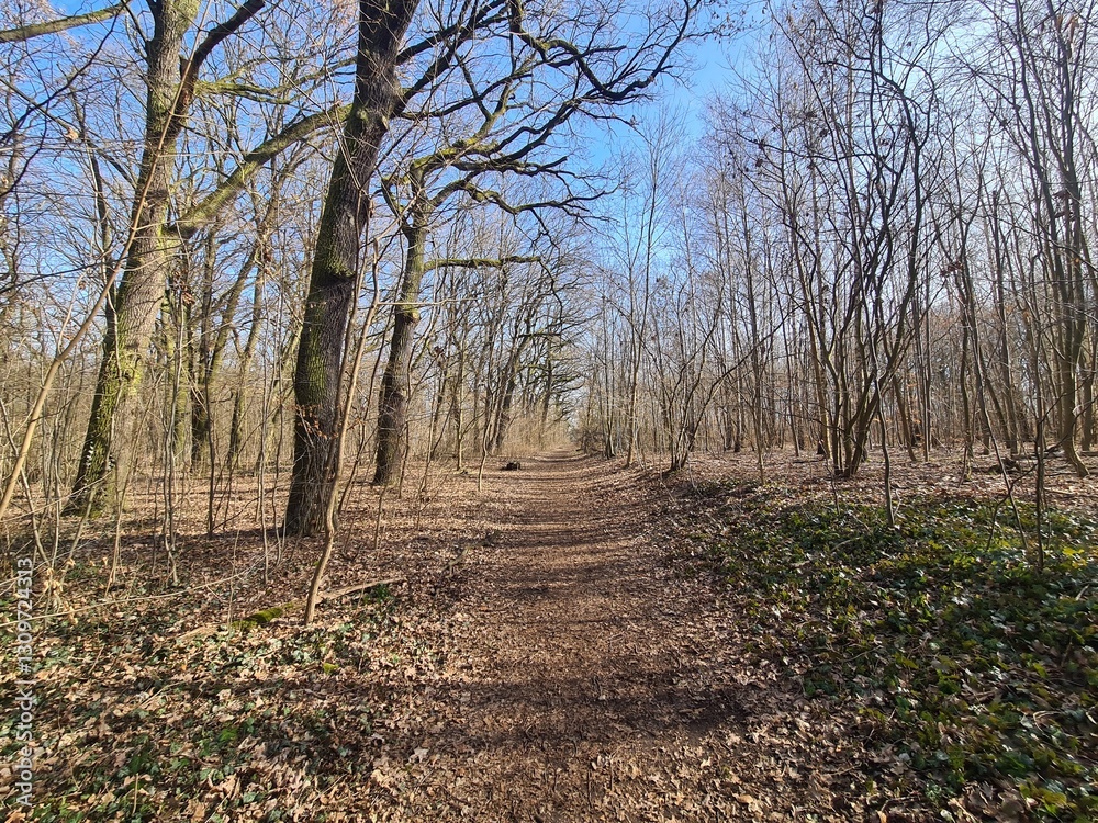 Der Plänterwald im Frühling, in Berlin Treptow Der Plänterwald im Frühling, in Berlin Treptow