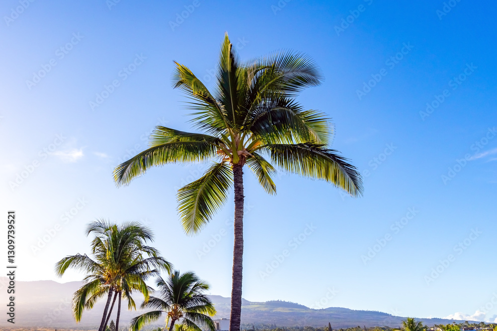 Fototapeta premium Palms of island