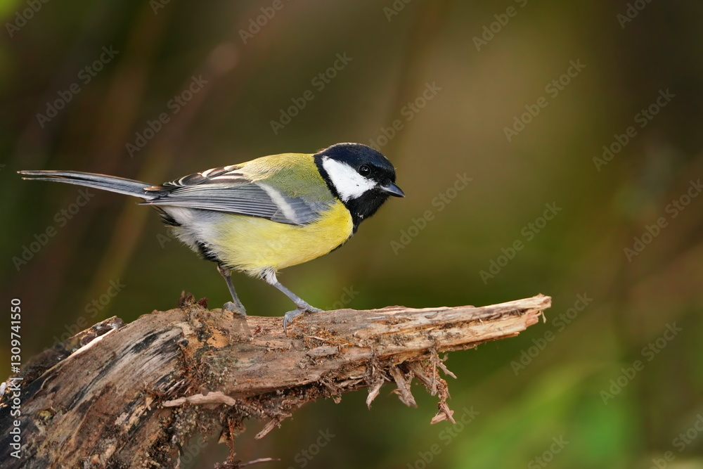 Naklejka premium Portrait of great tit in the nature habitat. Parus major. Wildlife scene with a songbird. A great tit sits on a tree stump.