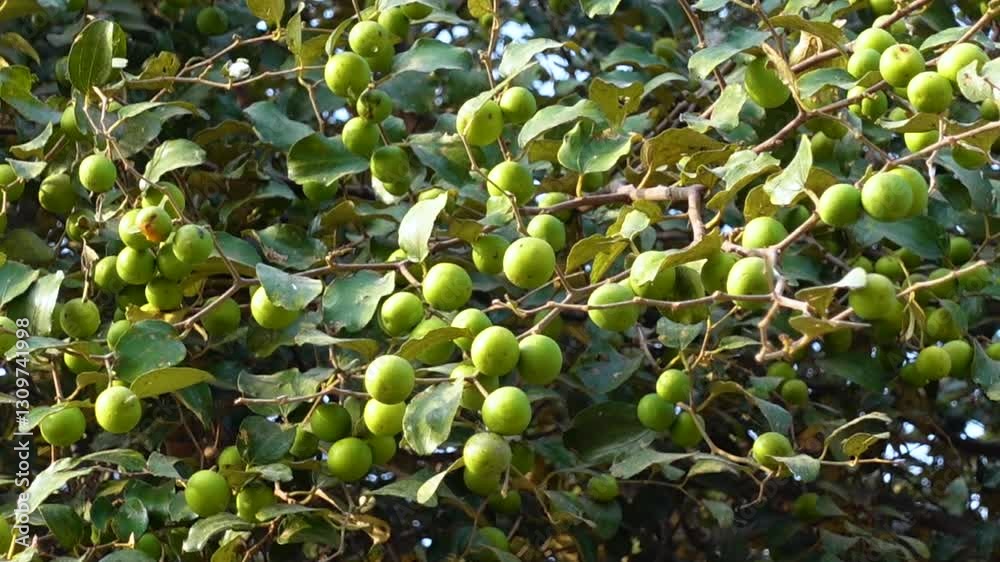 Close-up views of an Indian jujube fruit tree full of unripe fruits. 