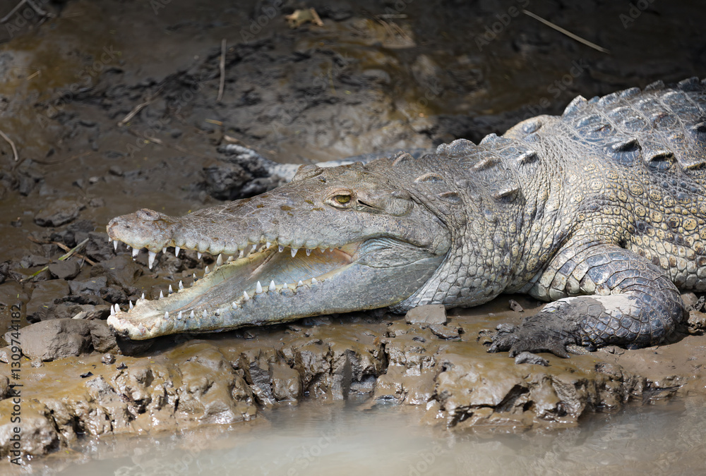 An American Crocodile closeup in Galapagos Islands with mouth open An American Crocodile closeup in Galapagos Islands with mouth open
