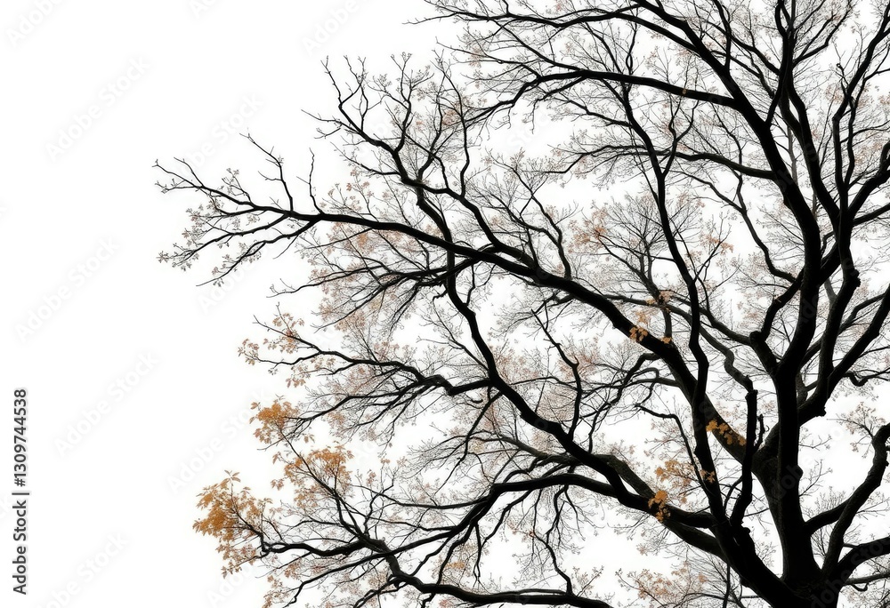 Lone deciduous tree, branches reaching skyward, stark white backdrop, spring, leafless Lone deciduous tree, branches reaching skyward, stark white backdrop, spring, leafless