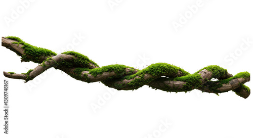 Fototapeta Naklejka Na Ścianę i Meble -  Twisted wild liana vine plant root, nature frame jungle border, isolated on white background, clipping path, cut-out, 