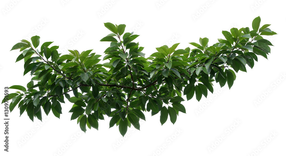 Obraz premium 葉、枝、孤立、緑、夏、自然、春、白、植物、環境、成長、若い、植物学、葉、装飾、春、植物、要素、小枝、茂み、始まり、クリップアート、クローズアップ、クローズアップ、切り抜き、詳細、新鮮、新鮮さ、青々とした、部分、小さい、小枝、