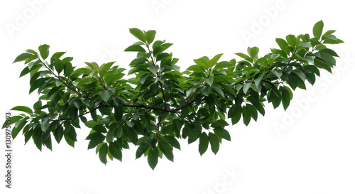 葉、枝、孤立、緑、夏、自然、春、白、植物、環境、成長、若い、植物学、葉、装飾、春、植物、要素、小枝、茂み、始まり、クリップアート、クローズアップ、クローズアップ、切り抜き、詳細、新鮮、新鮮さ、青々とした、部分、小さい、小枝、 photo